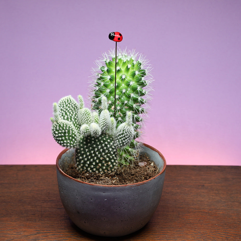 Ladybird Plant Decoration