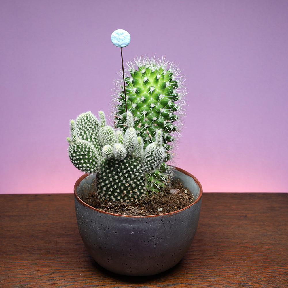 Moon Plant Decoration