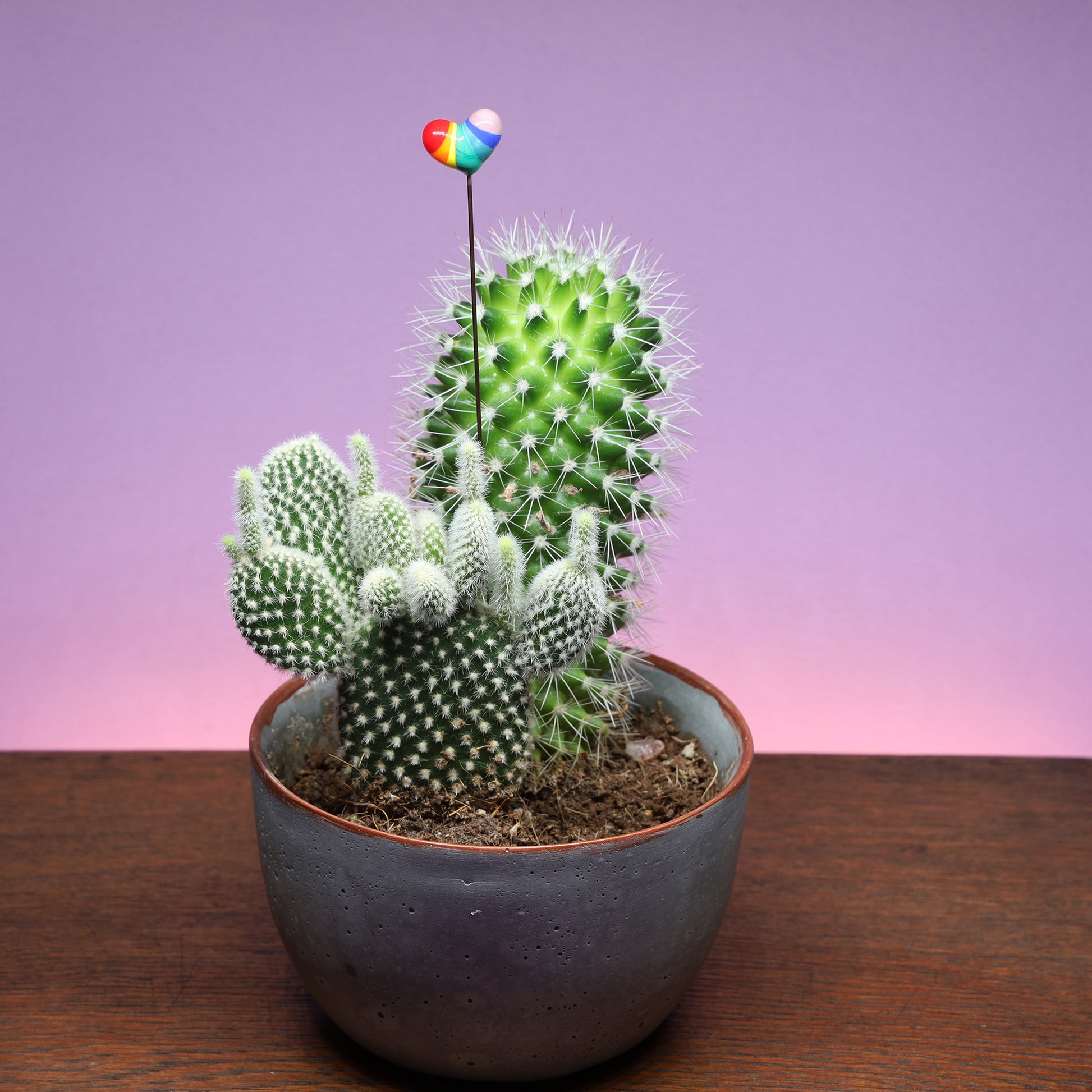 Rainbow heart glass plant decoration displayed in a cactus pot, against a purple background. The heart adds a bright pop of colour among the green cactus spines.