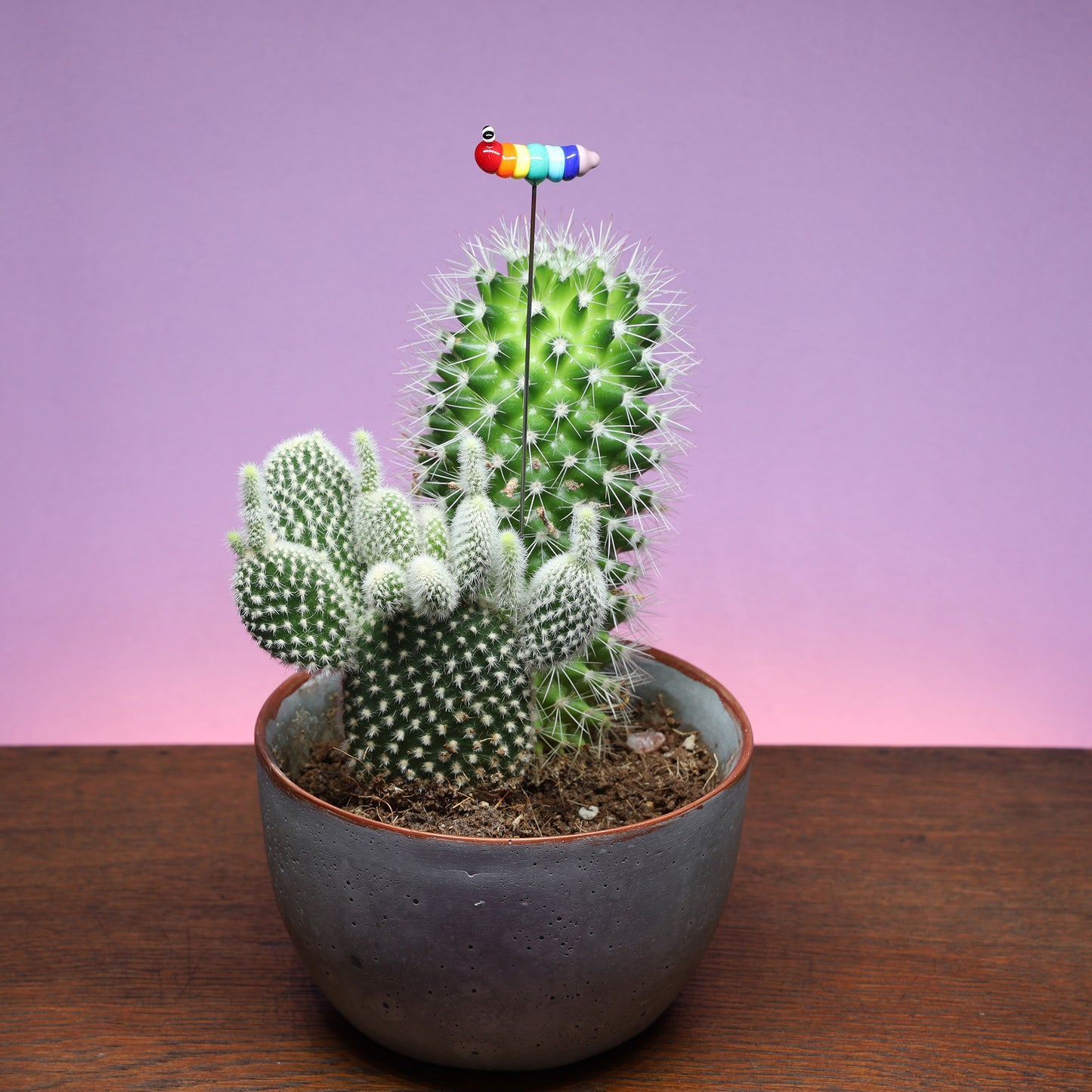 Rainbow Caterpillar Plant Decoration