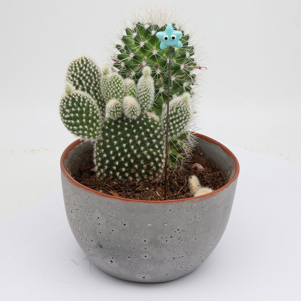 Starfish Plant Decoration
