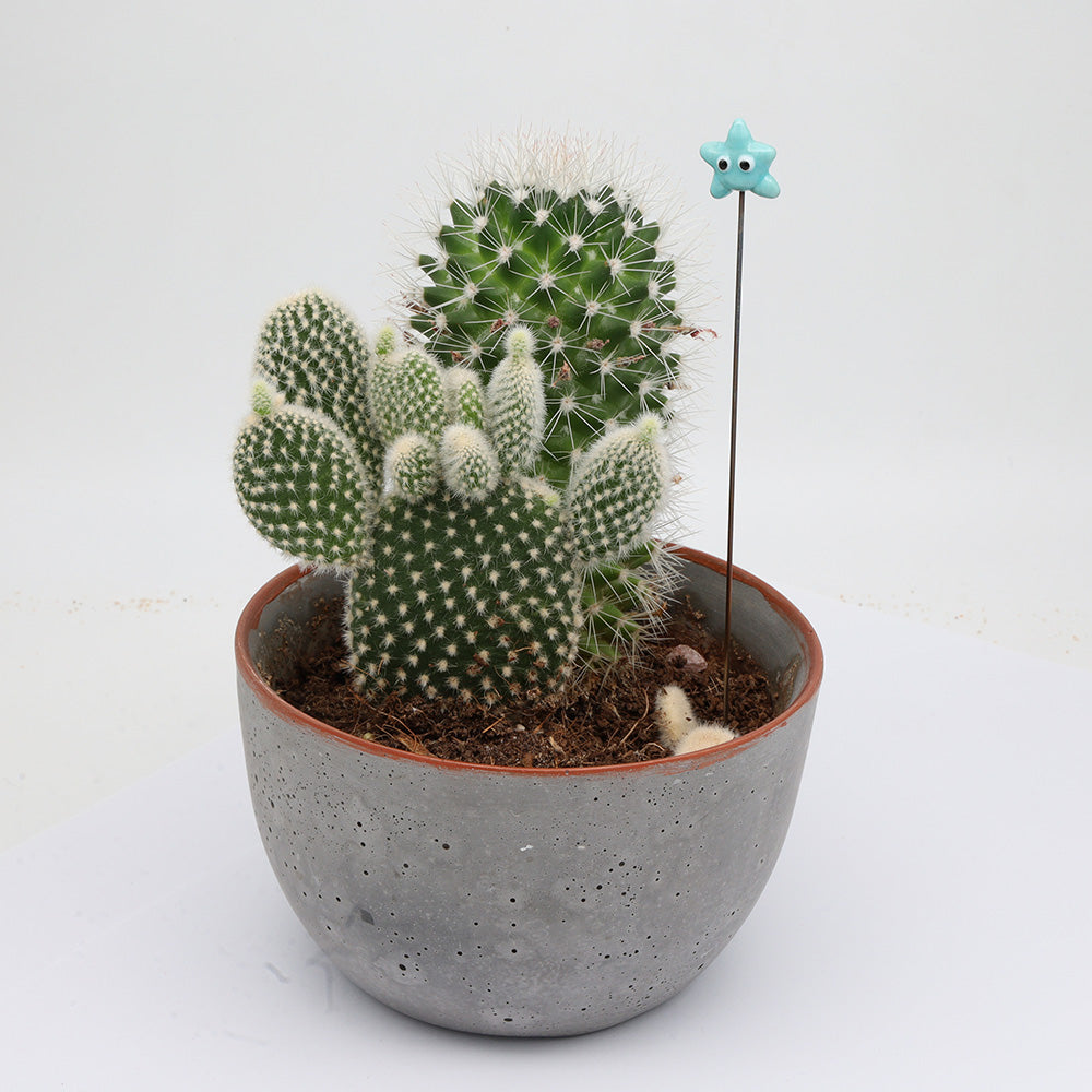 Starfish Plant Decoration