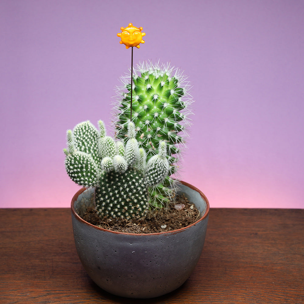 Sun Plant Decoration