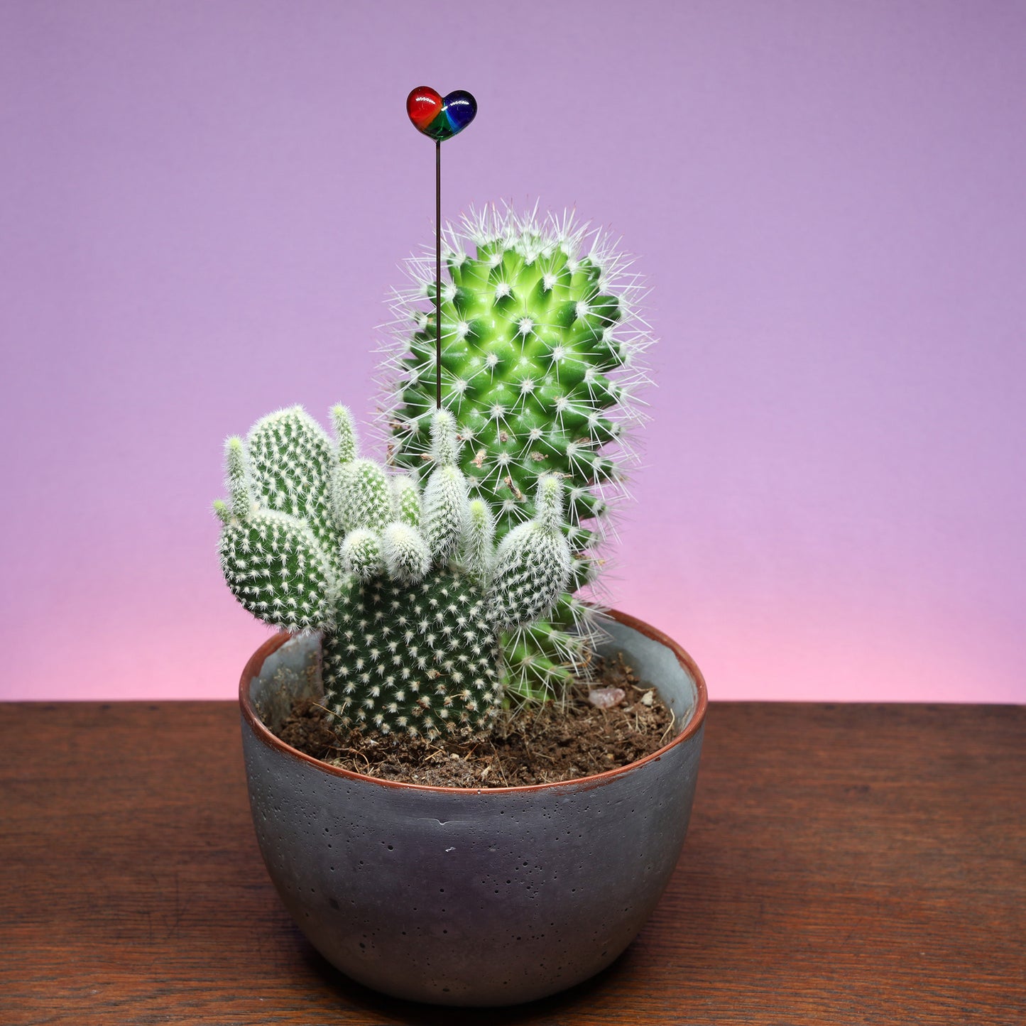 Transparent Rainbow Heart Plant Decoration