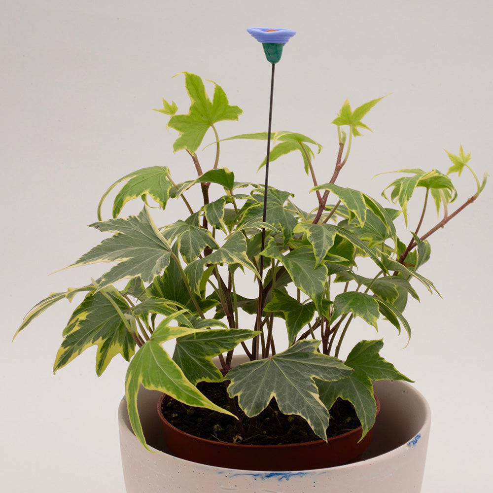 blue flower cup decoration in a pot of ivy.