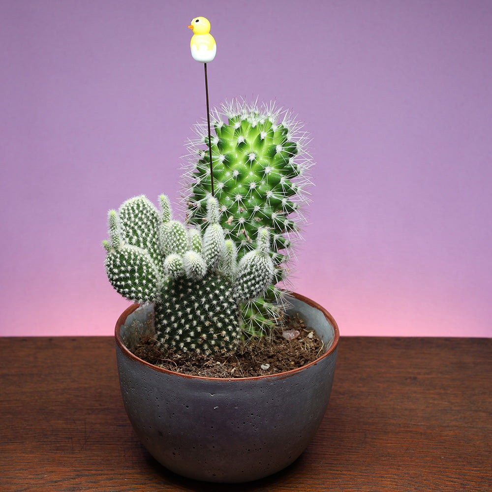 Chick in an Egg Plant Decoration