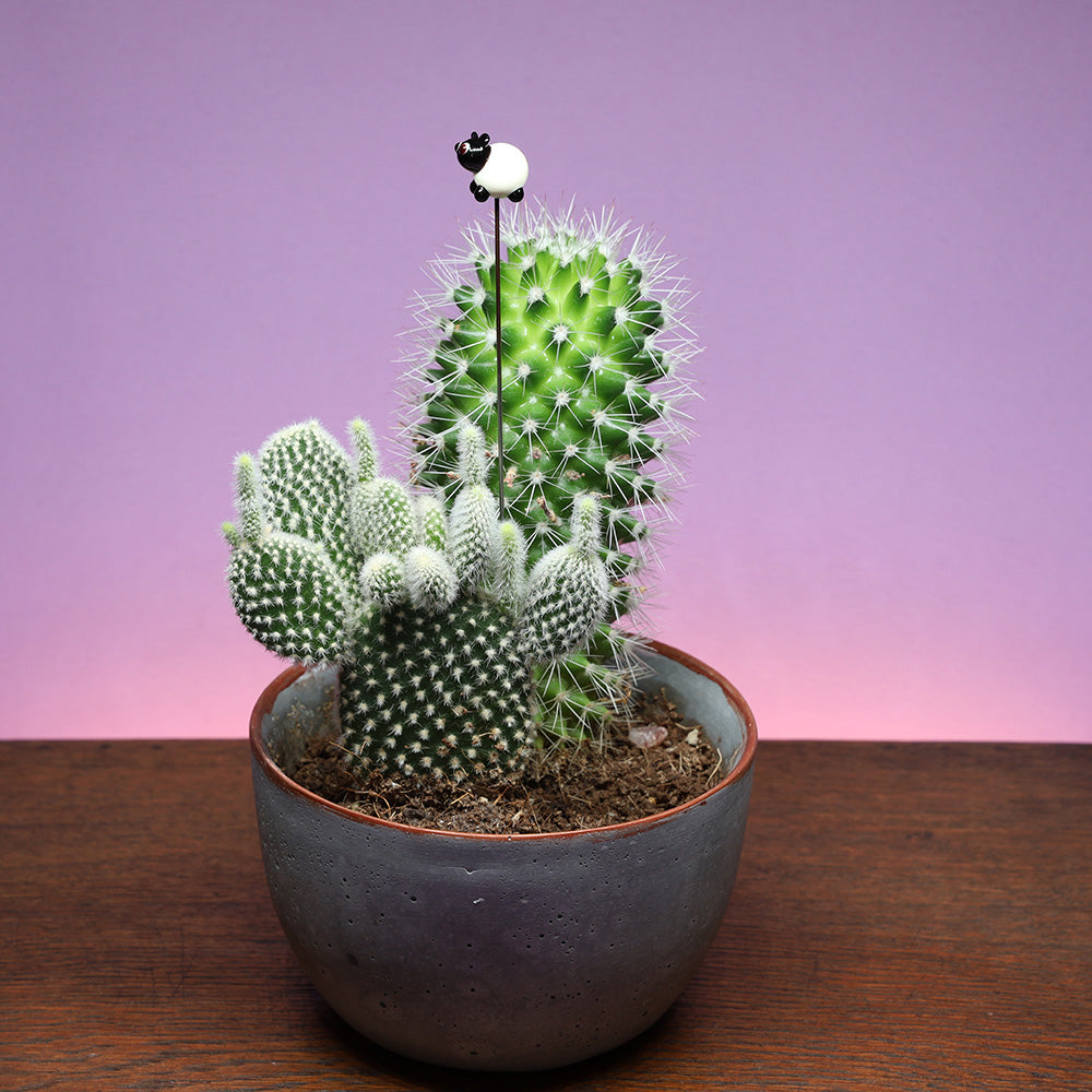 Cream Sheep Plant Decoration