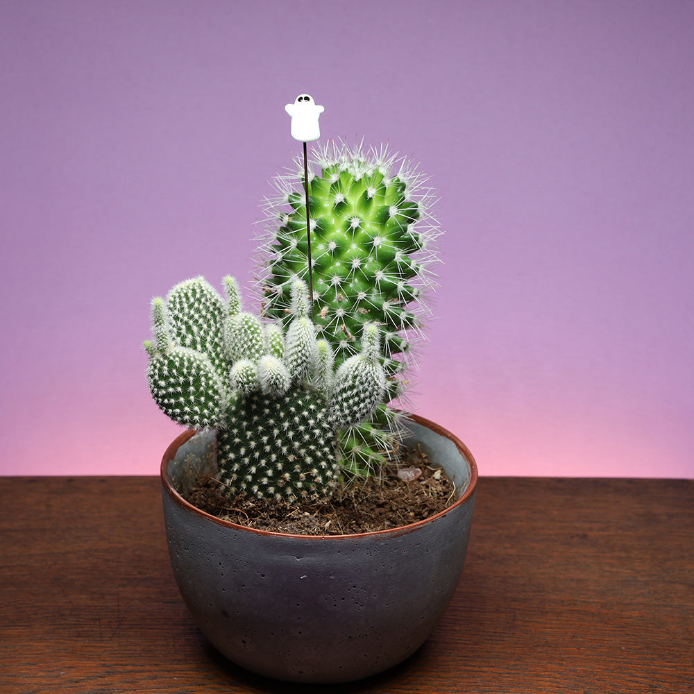 Ghost Plant Decoration