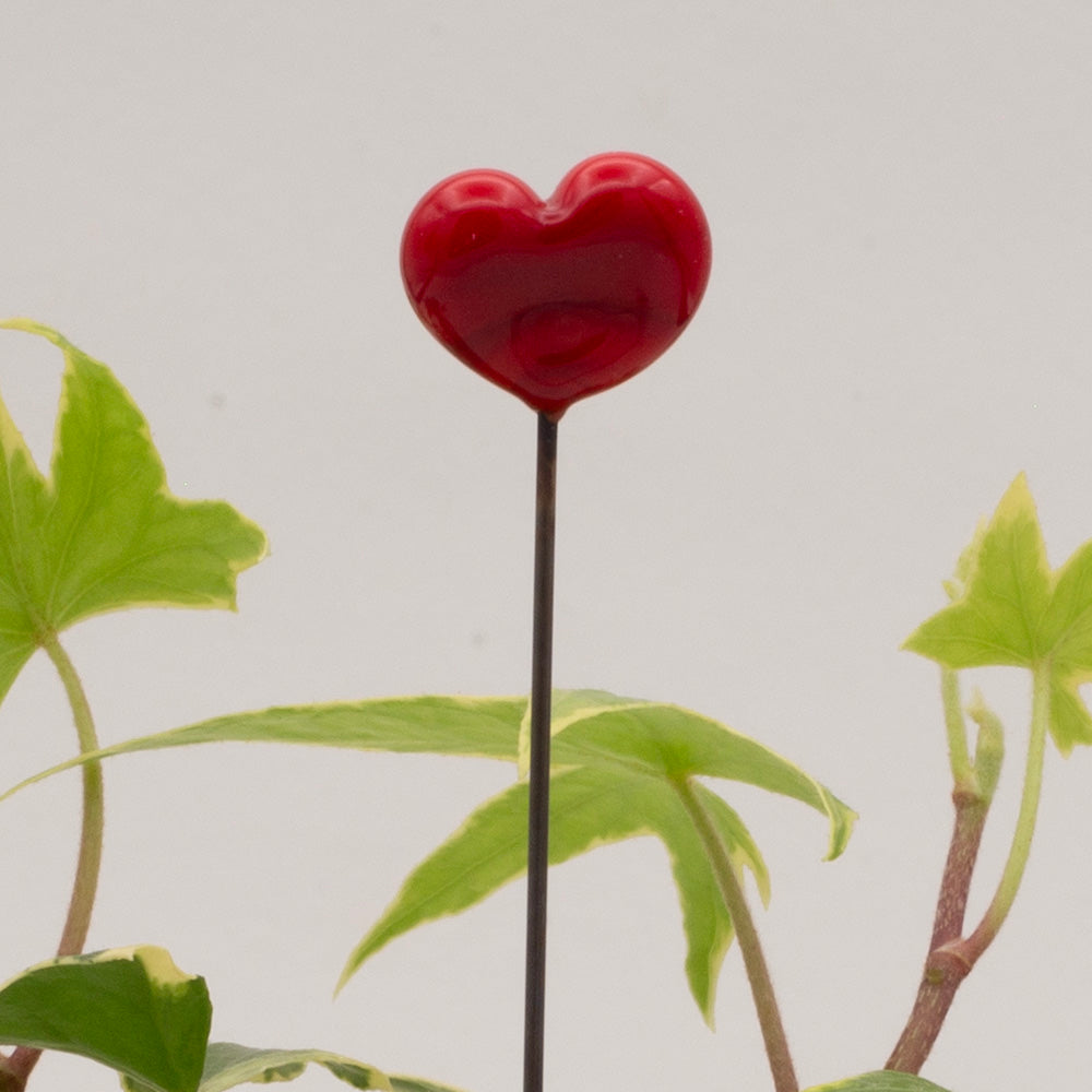 close up of a plain red heart plant decoration in a pot of ivy.