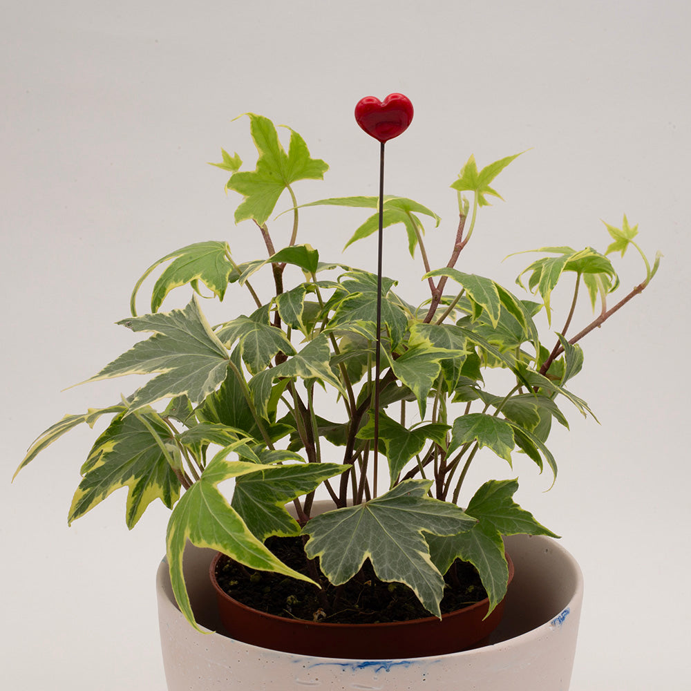 plant decoration with plain red heart in a pot of ivy.