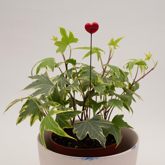 plant decoration with plain red heart in a pot of ivy.