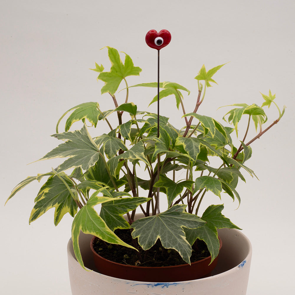 A plant decoration made with a red glass heart with a single eye sits in a small pot of ivy. 