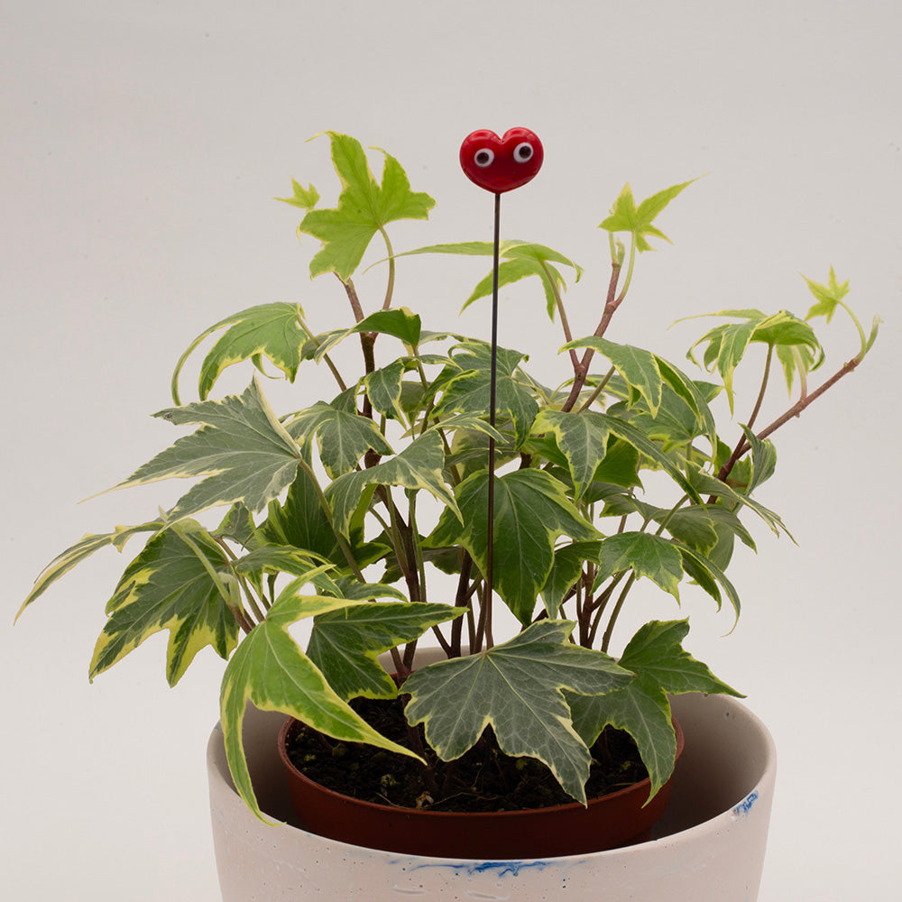 red heart plant decoration in a pot of ivy. The heart has two cartoon eyes.