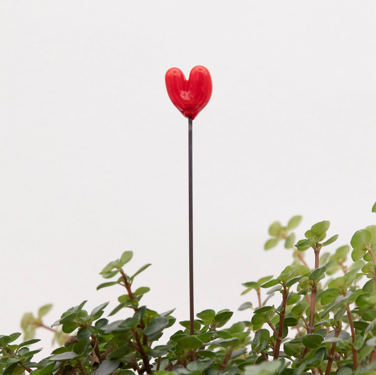 A small red glass heart on a metal stake site above a plant with tiny green leaves.