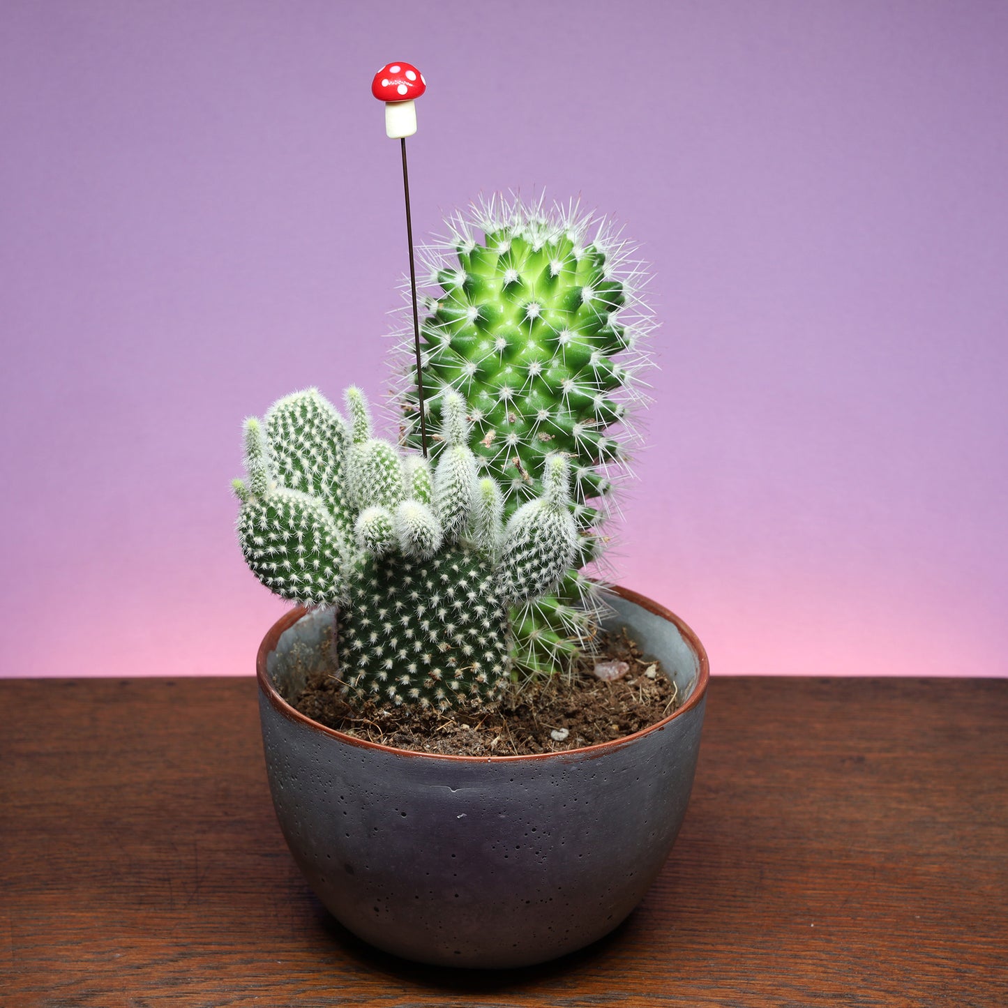 Mushroom Plant Decoration