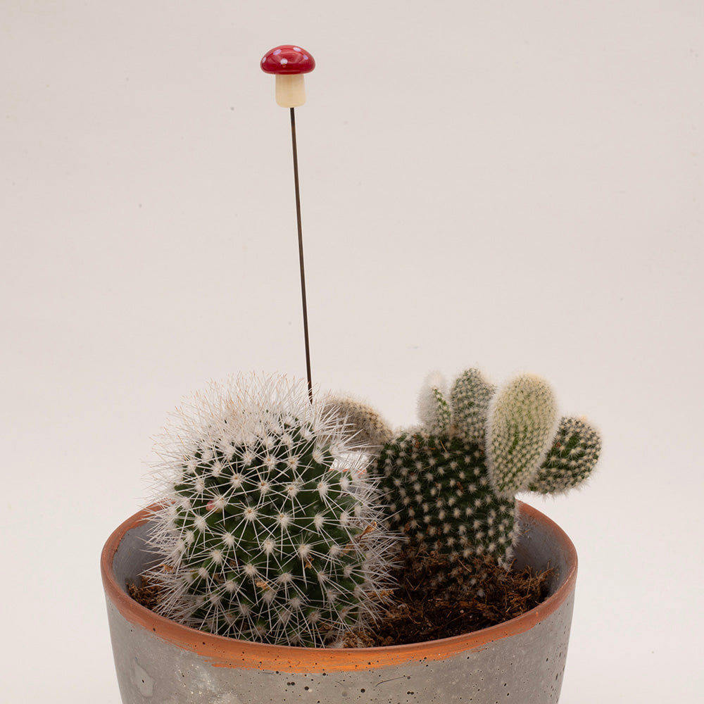 Mushroom plant decoration in a pot of cacti. Mushroom has a cream stalk and rounded red cap with white dots