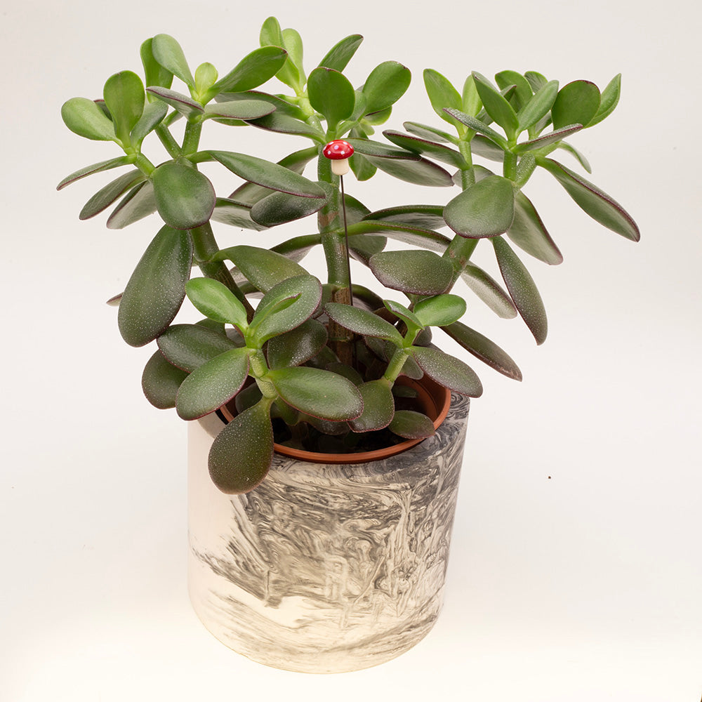 mushroom plant decoration in a jade plant. The mushroom has a cream stalk and rounded red cap with white dots.