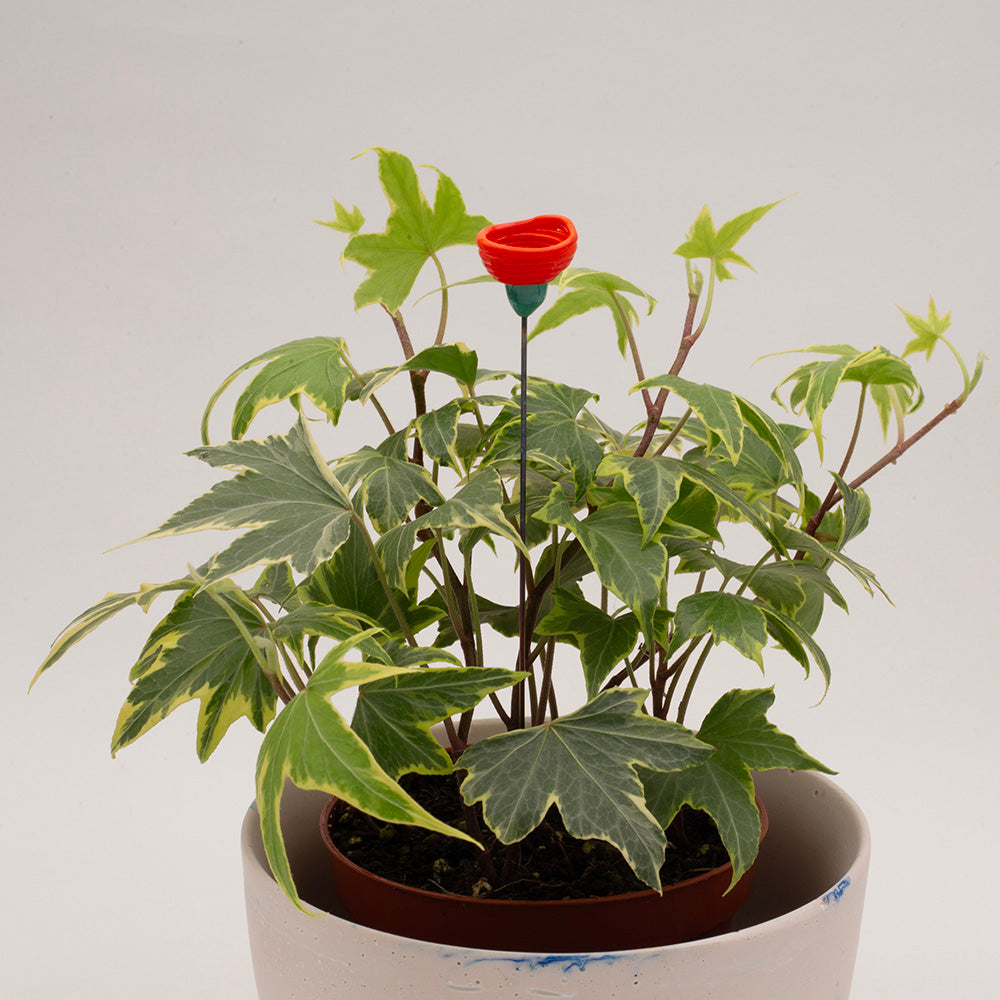 orange flower decoration in a pot of ivy