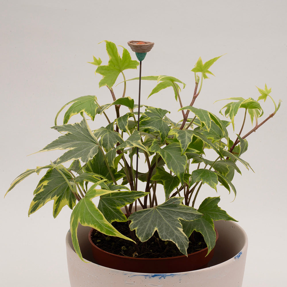 purple flower decoration in a pot of ivy