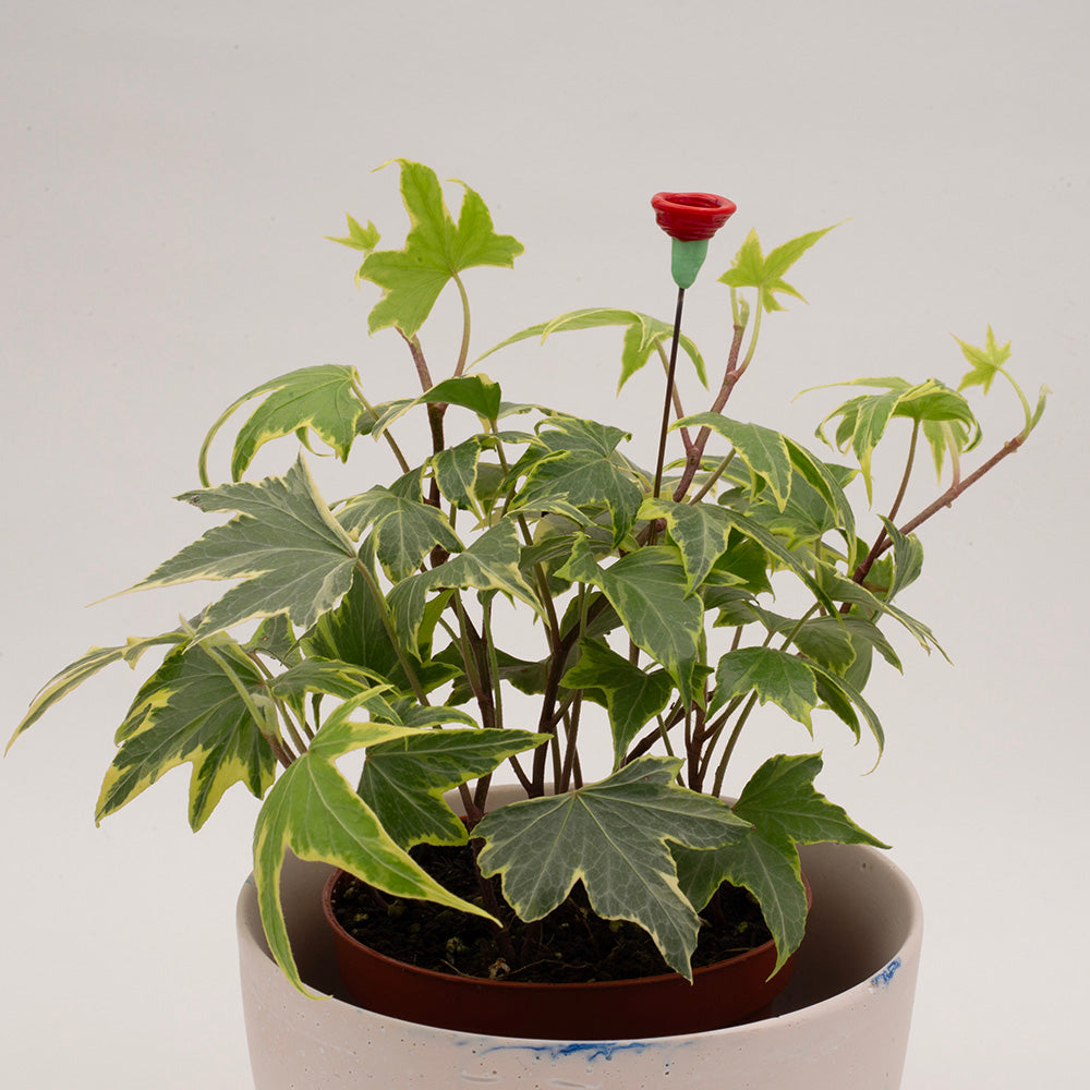 Red flower cup decoration shown in a pot of ivy.