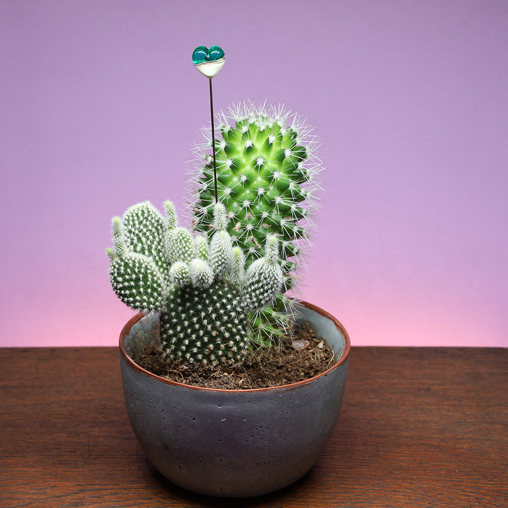 Seaside Heart Plant Decoration