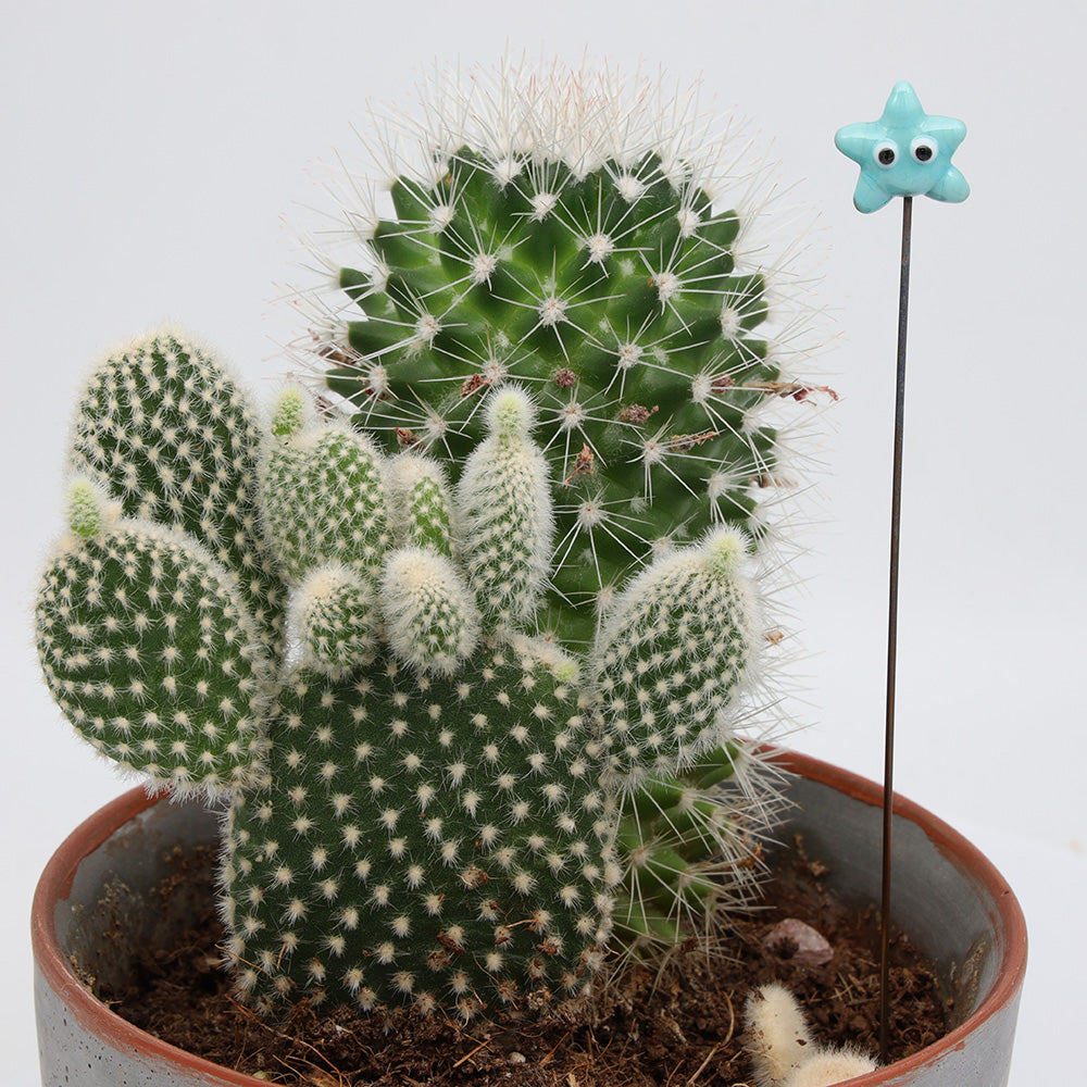 Starfish Plant Decoration