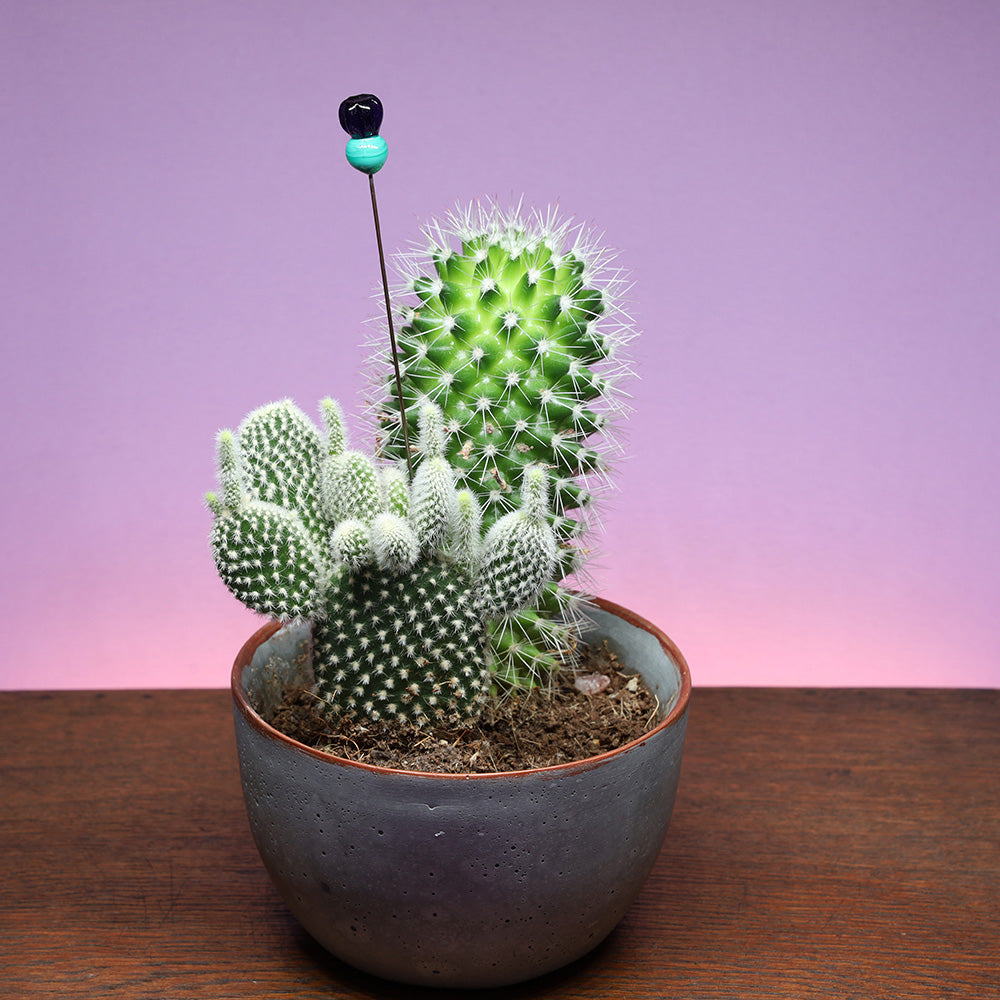 Thistle Plant Decoration