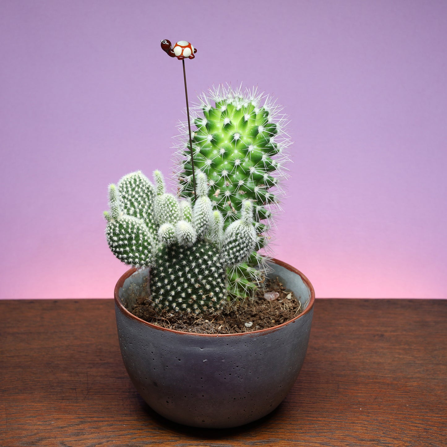 Tortoise Plant Decoration